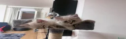 Siberiano gatti in vendita: Splendidi cuccioli siberiani  a Città metropolitana di Milano - Annuncio 7