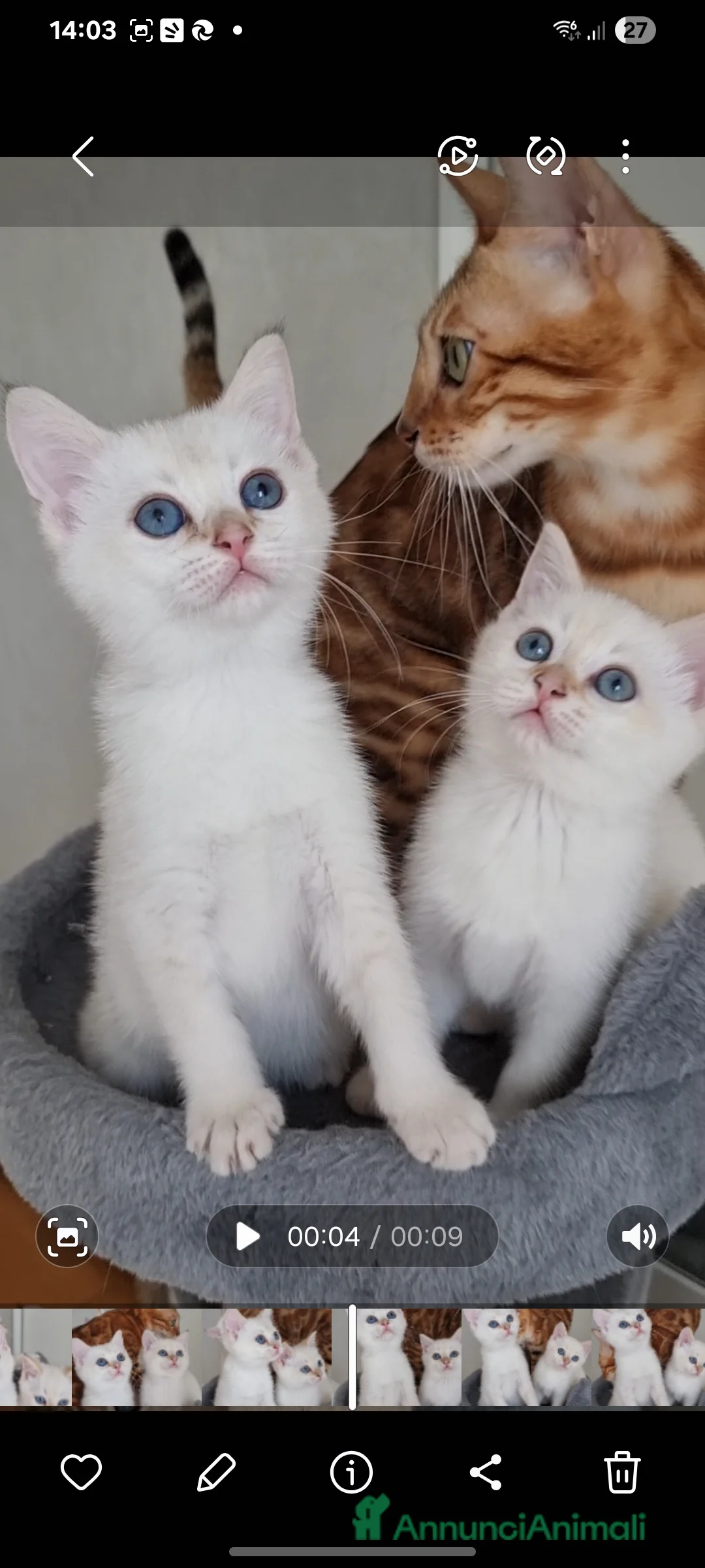 Scottish gatti in vendita: Gattini disponibili  - Annuncio 9