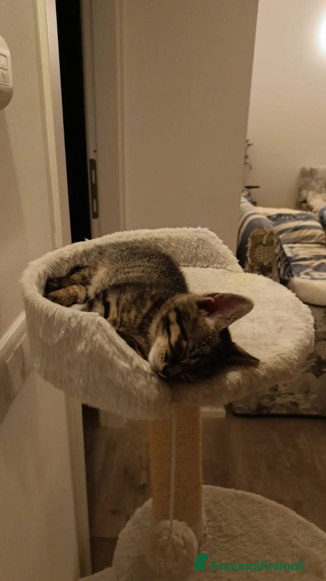 Europeo gatti in regalo: Regalo gattini a scelta, sono 3 a Provincia di Modena - Annuncio 4