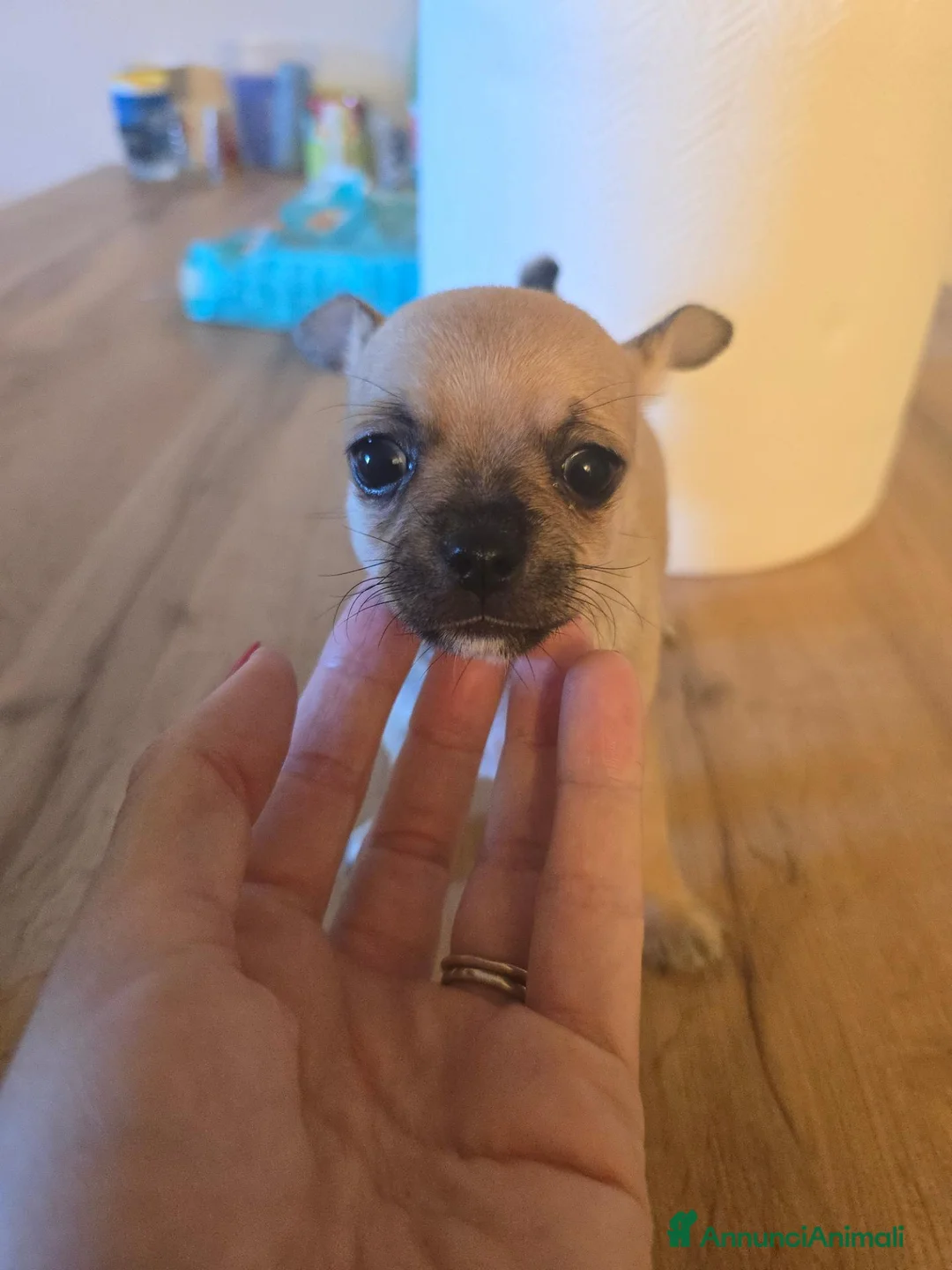Chihuahua cani in vendita: Cuccioli di Chihuahua  - Annuncio 6