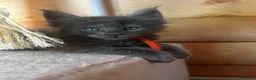 Maine Coon gatti in vendita: Cuccioli blue e blue tabby - Annuncio 1