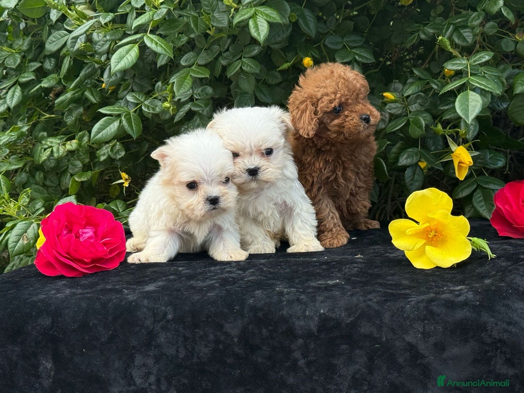 Barboncino Toy cani in vendita: Barboncino Cucciolo TREQUARTIDILUNA  - Annuncio 3