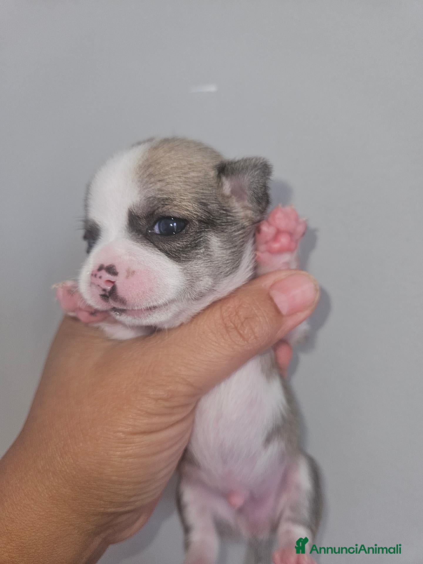 Chihuahua cani Chihuahua  - Annuncio 9