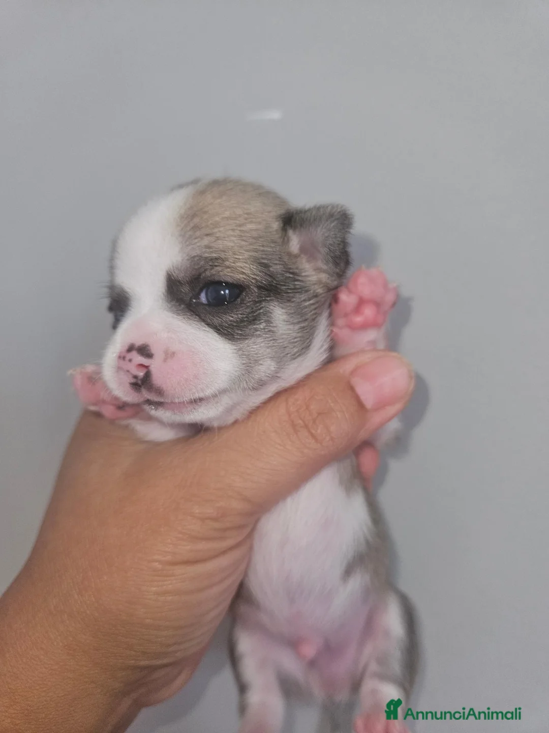 Chihuahua cani in vendita: Chihuahua  - Annuncio 1