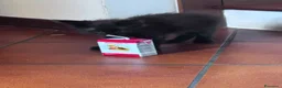 Maine Coon gatti in vendita: Bellissimi gattini Maine coon - Annuncio 6