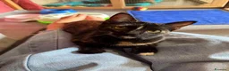 Europeo gatti in regalo: CELINE, affettuosissima gattina in adozione.  - Annuncio 3