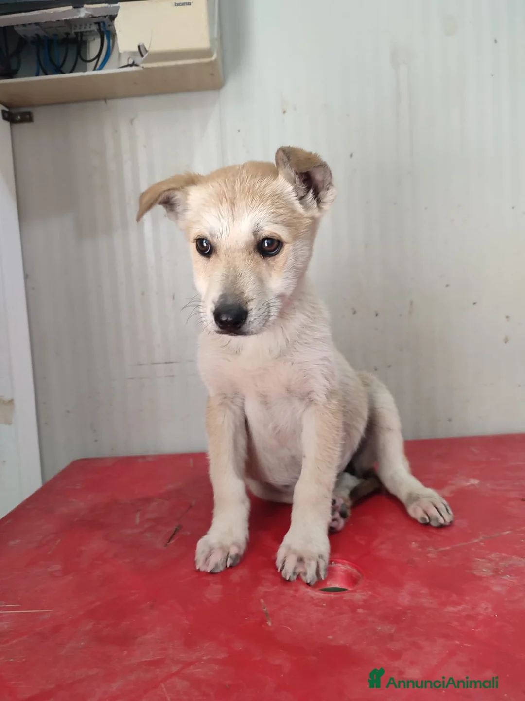 Meticcio cani in regalo: arisa melody e mango - Annuncio 2