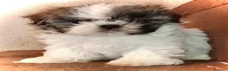 Shih Tzu cani in vendita: Splendidi cuccioli di Shih tzu - Annuncio 3
