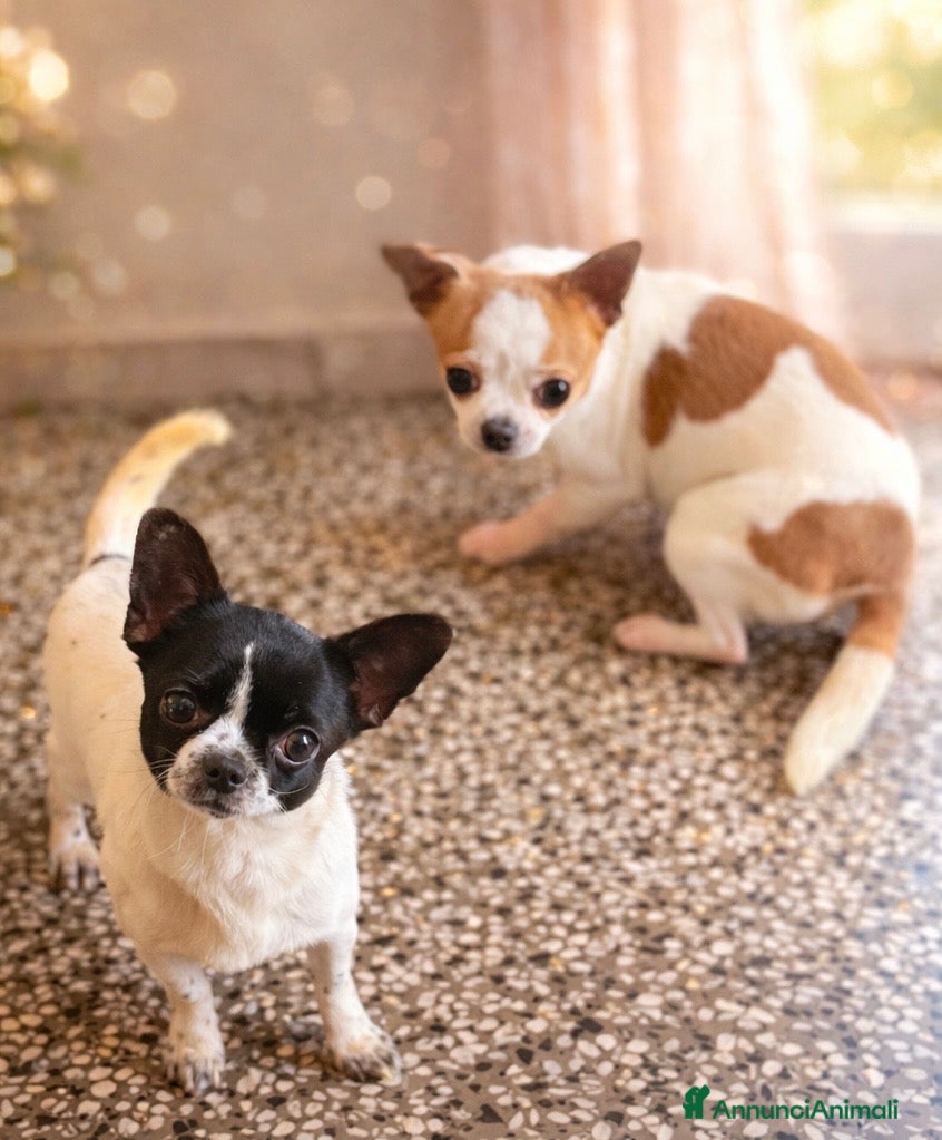 Chihuahua cani in vendita: Chihuahua toy a Provincia di Savona - Annuncio 4