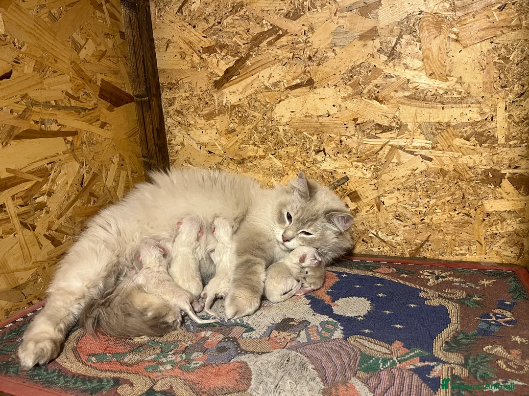 Ragdoll gatti in vendita: Ragdoll cucciolini - Annuncio 1