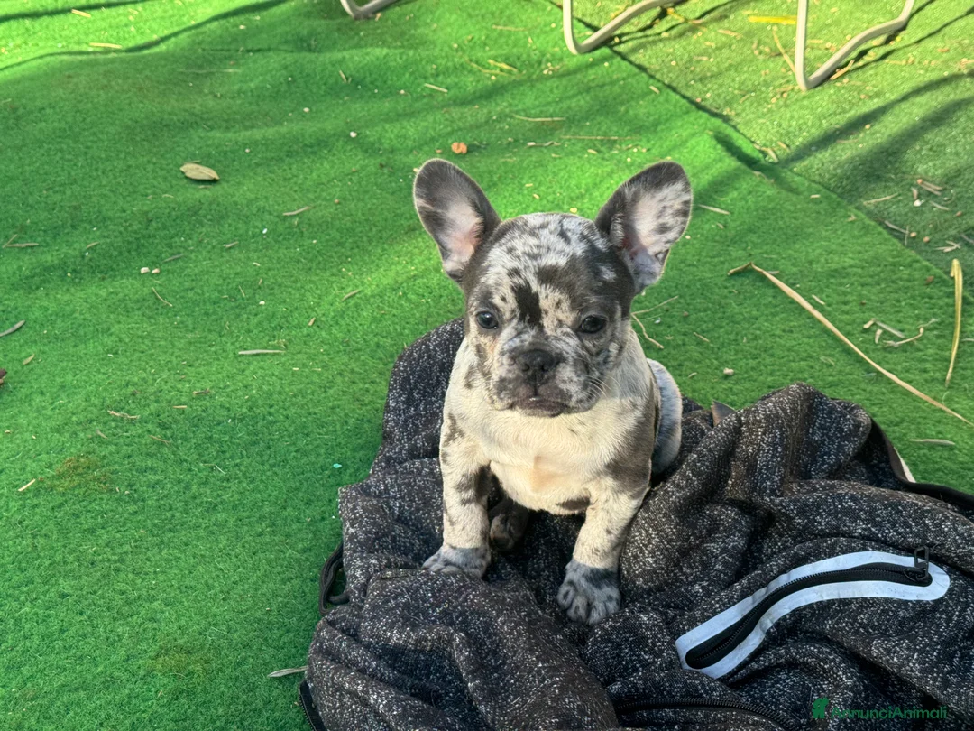 Bulldog Francese cani in vendita: Bulldog francese blue e blue merle  - Annuncio 9