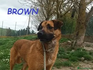 Meticcio cani BROWN un bel timidino - Annuncio 6