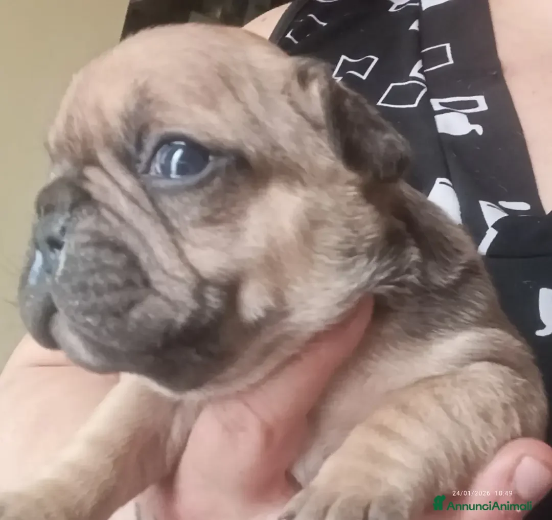 Bulldog Francese cani in vendita: Cuccioli bulletti  - Annuncio 5