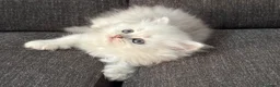 Persiano gatti in vendita: Gattini cuccioli persiano  - Annuncio 5