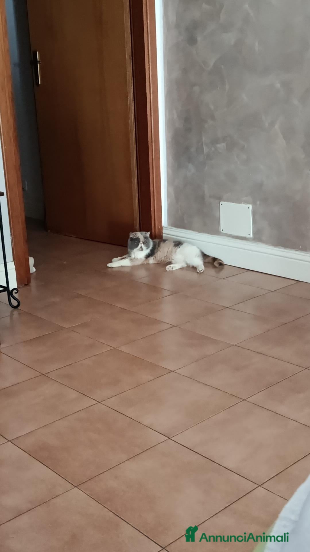 Exotic Shorthair gatti Exotic Calico  - Annuncio 16