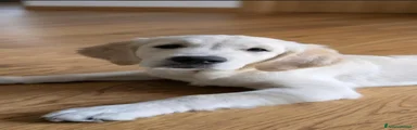 Golden Retriever 1