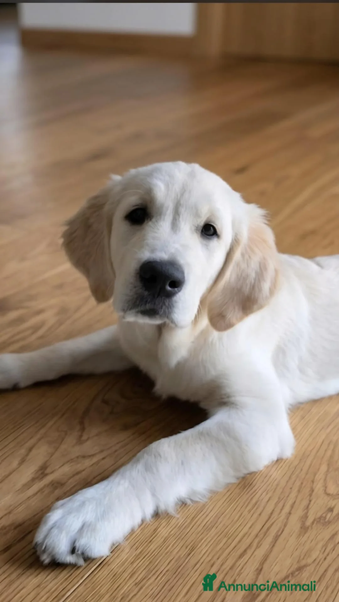Golden Retriever cani in vendita: Goldenretriever linea inglese - Annuncio 3