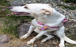 Meticcio cani in regalo: ALICE  a Città Metropolitana di Torino - Immagine 33