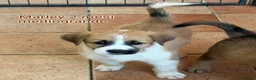 Meticcio cani in regalo: CUCCIOLI: URGENTE, TEMPO SCADUTO  a Provincia di Arezzo - Annuncio 4