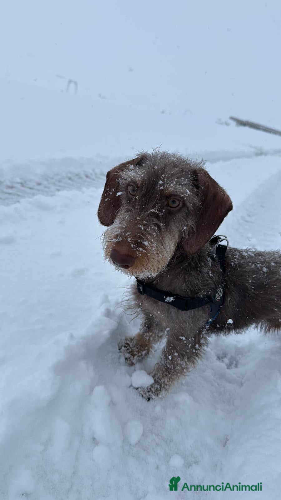 Bassotto cani Accoppiata bassotto a pelo duro  - Annuncio 2