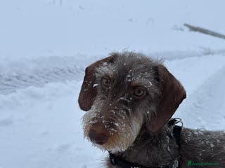 Bassotto cani Accoppiata bassotto a pelo duro - Annuncio 21