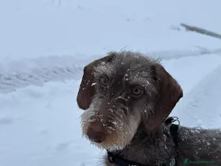 Bassotto cani Accoppiata bassotto a pelo duro - Annuncio 18