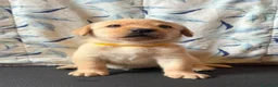 Labrador cani in vendita: Cuccioli Labrador Retriever  a Ente di decentramento regionale di Udine - Annuncio 9