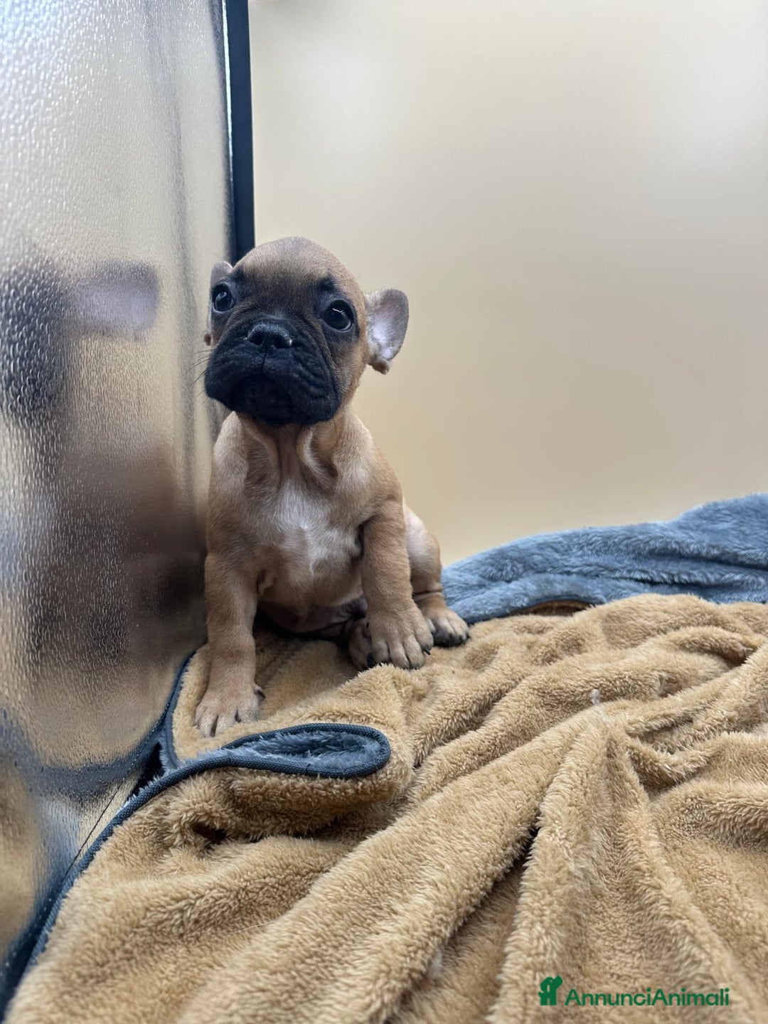 Bulldog Francese cani in vendita: Bouledogue Francese con Pedigree - Annuncio 10