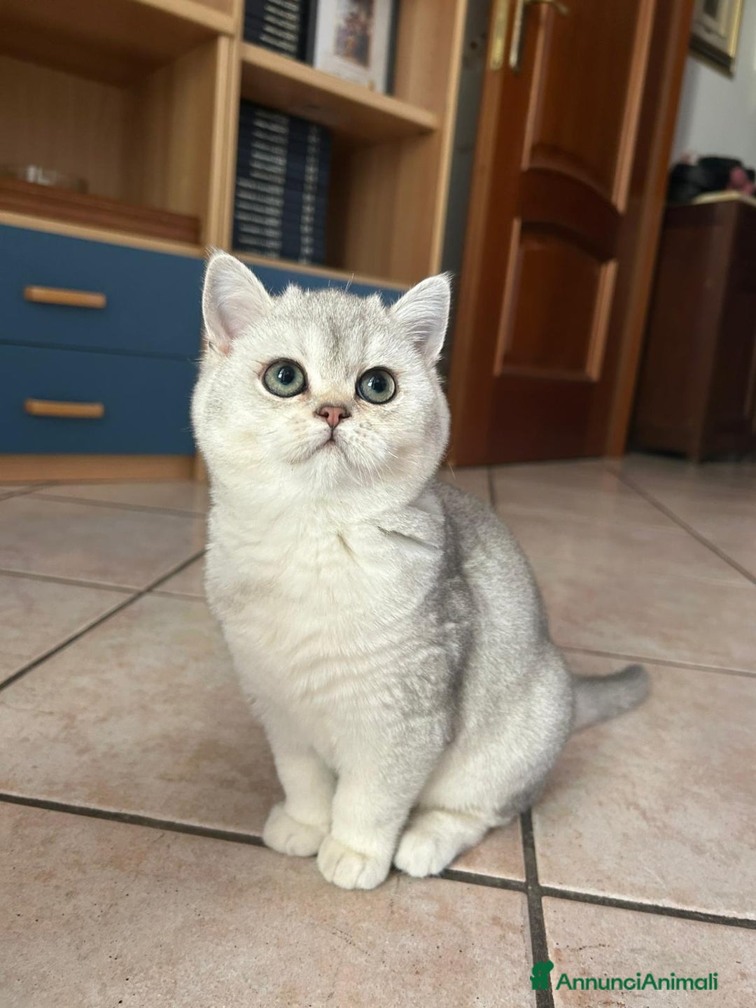 Scottish gatti in vendita: CICCIOLA SCOTTISH STRAIGHT - Annuncio 3