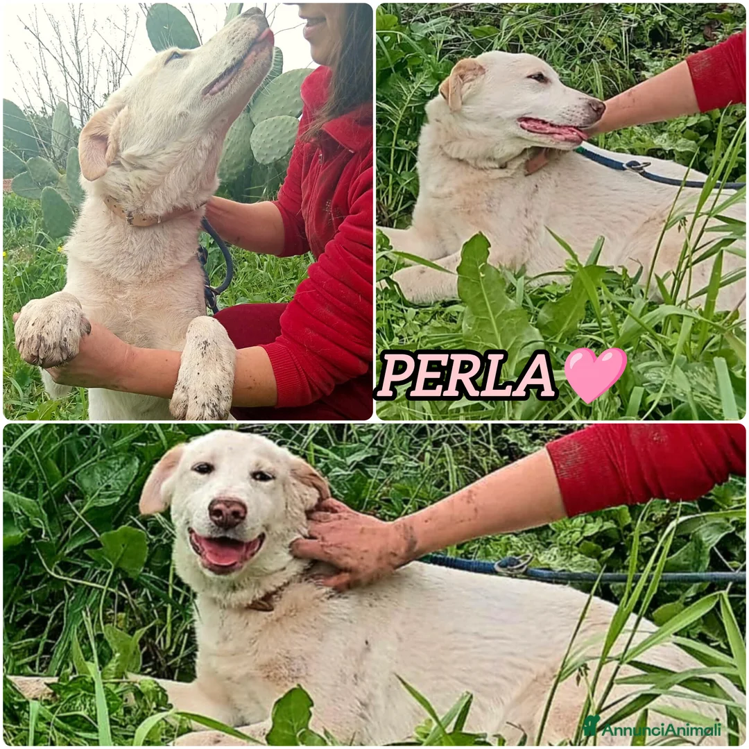 Meticcio cani in regalo: UNA MAMMA PER PERLA - Annuncio 2