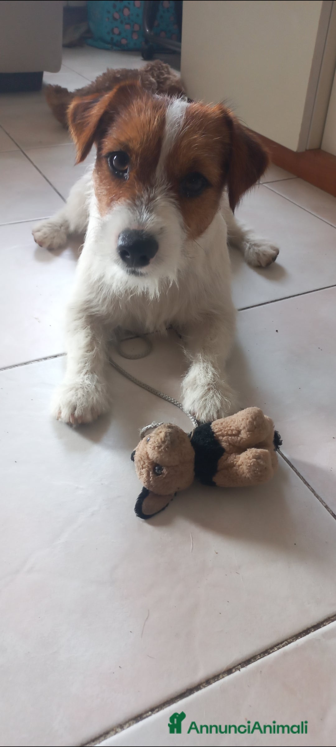 Jack Russell cani Stallone Jack Russell con pedigree   - Annuncio 1