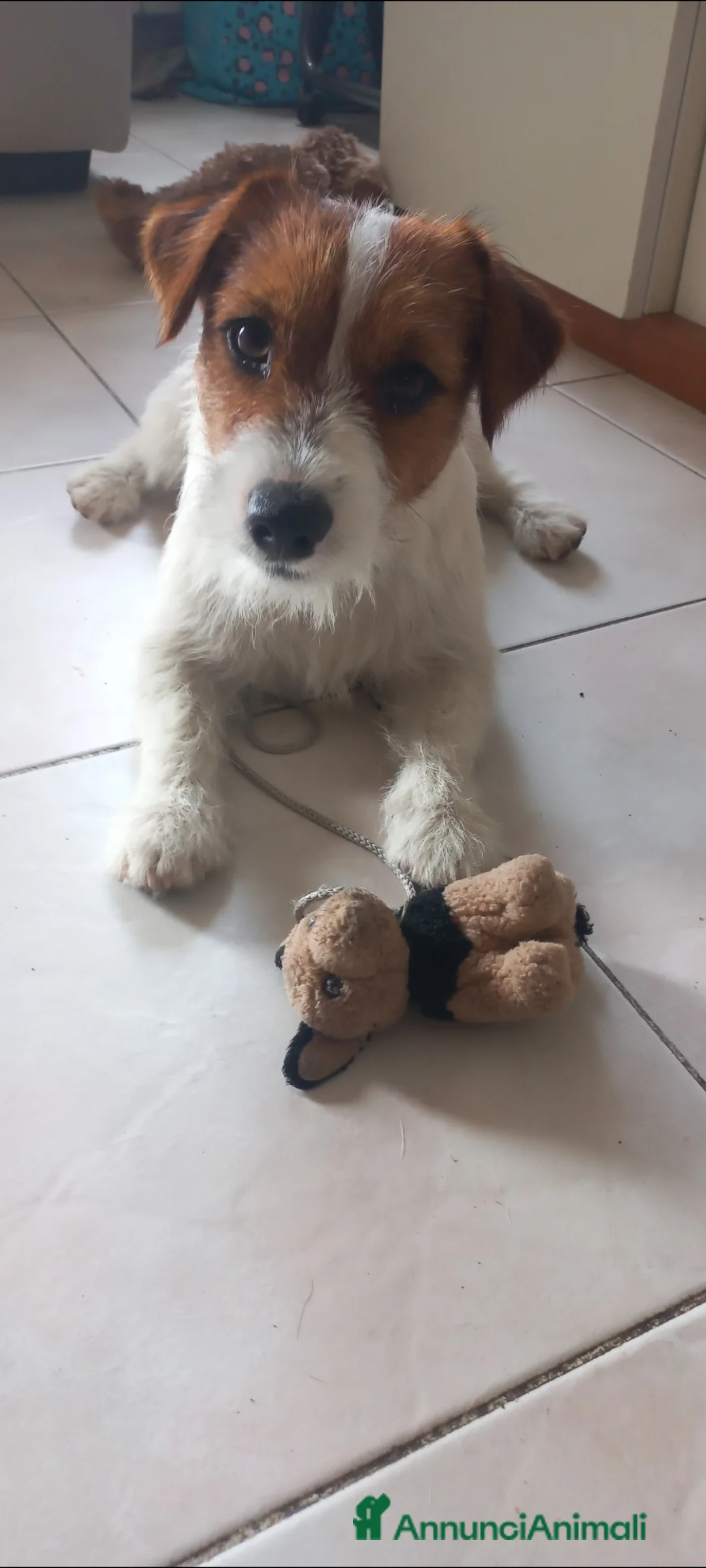 Jack Russell cani per accoppiamento: Stallone Jack Russell con pedigree   - Annuncio 1