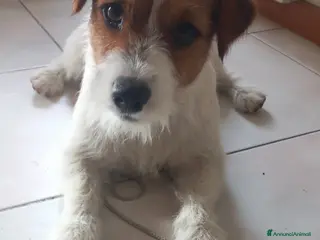 Jack Russell cani Stallone Jack Russell con pedigree - Annuncio 26