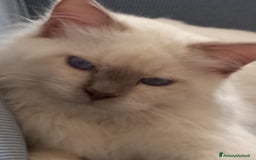 Sacro di Birmania gatti in vendita: Cuccioli di Sacro di Birmania  - Immagine 3