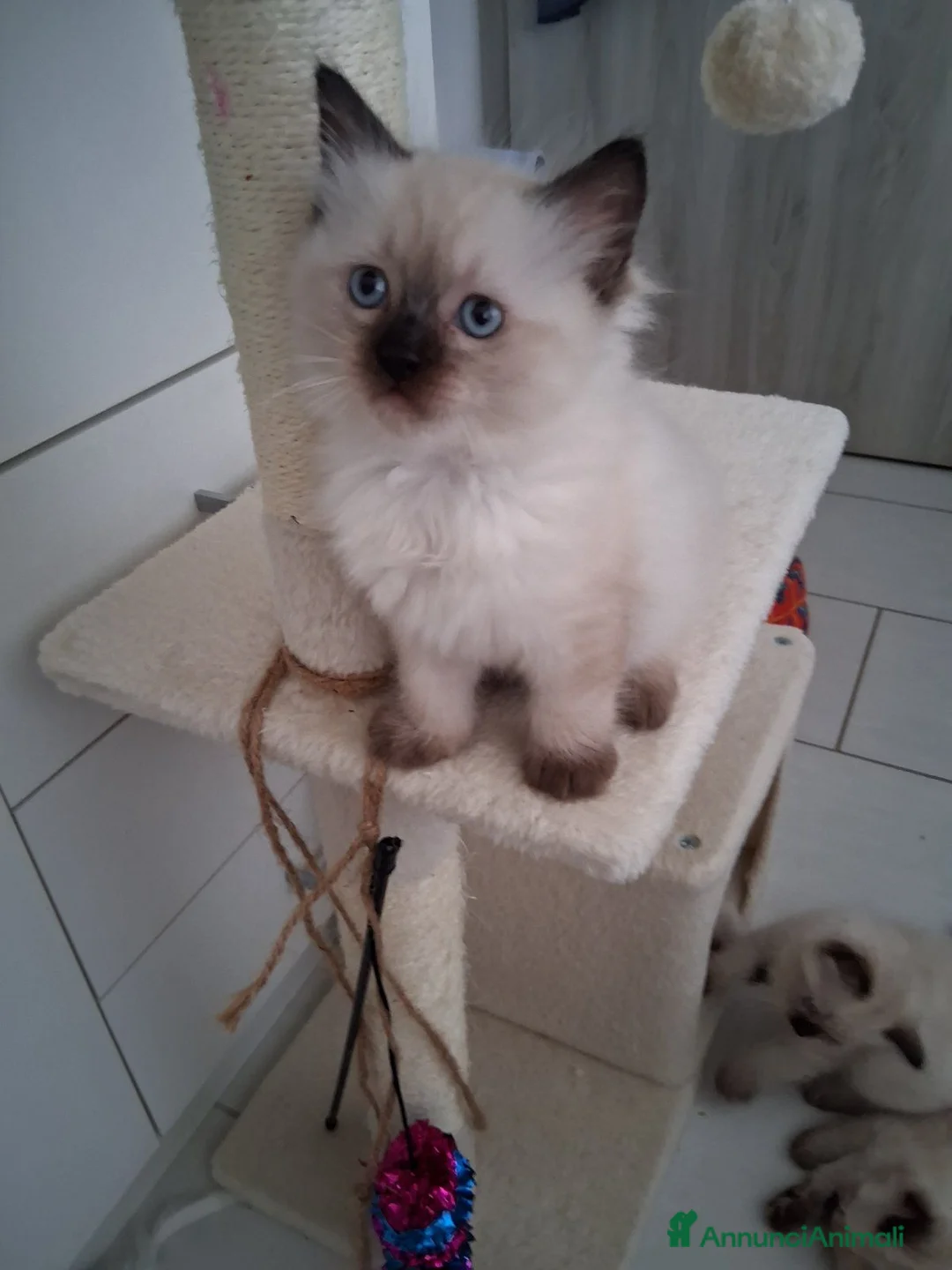 Ragdoll gatti in vendita: Gattini ragdoll - Annuncio 2