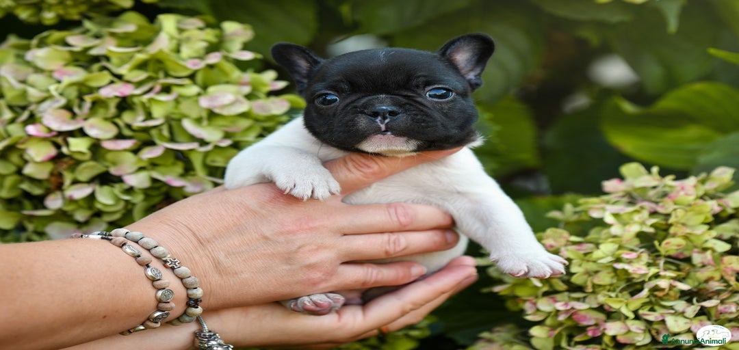 Immagine della galleria {{count}}