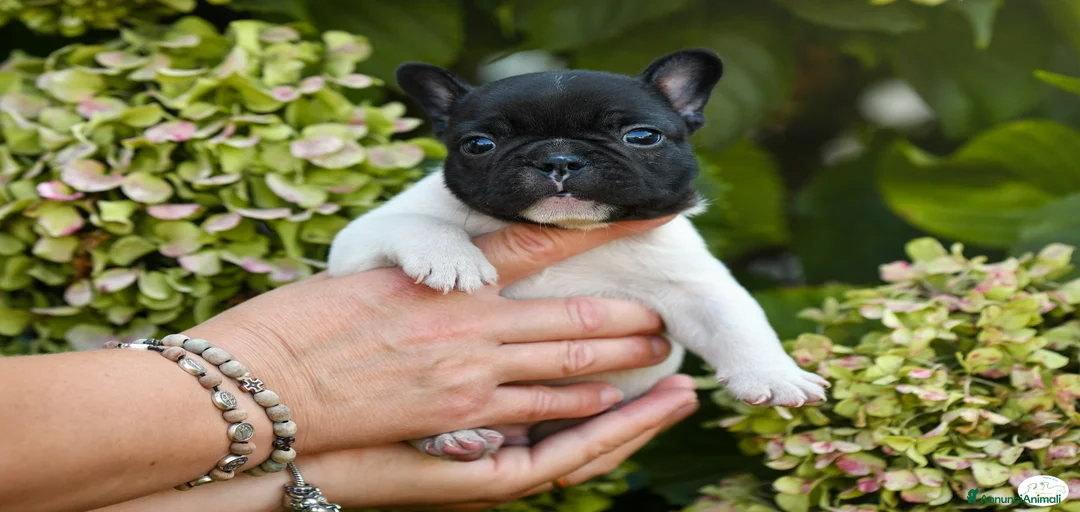 Immagine della galleria {{count}}