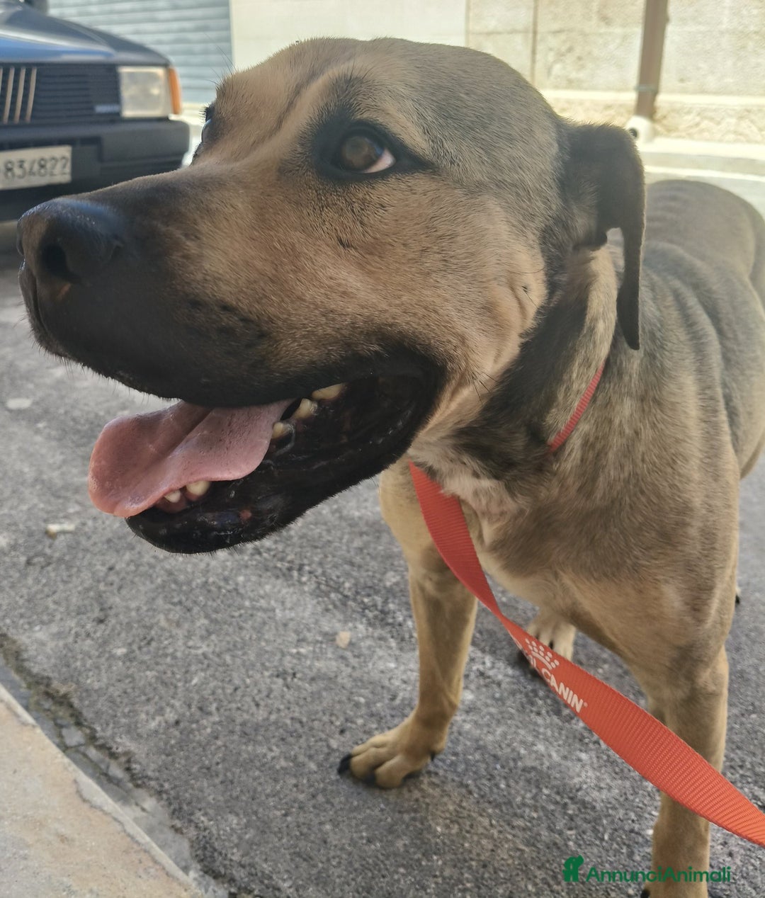 Meticcio cani in regalo: Bellissimo e dolcissimo Bobby - Annuncio 15