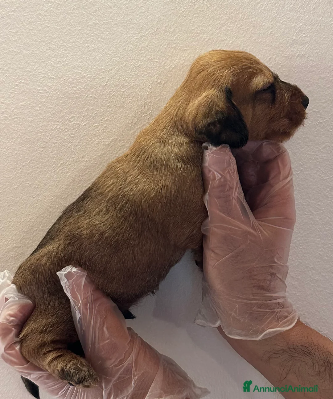 Immagine della galleria {{count}}