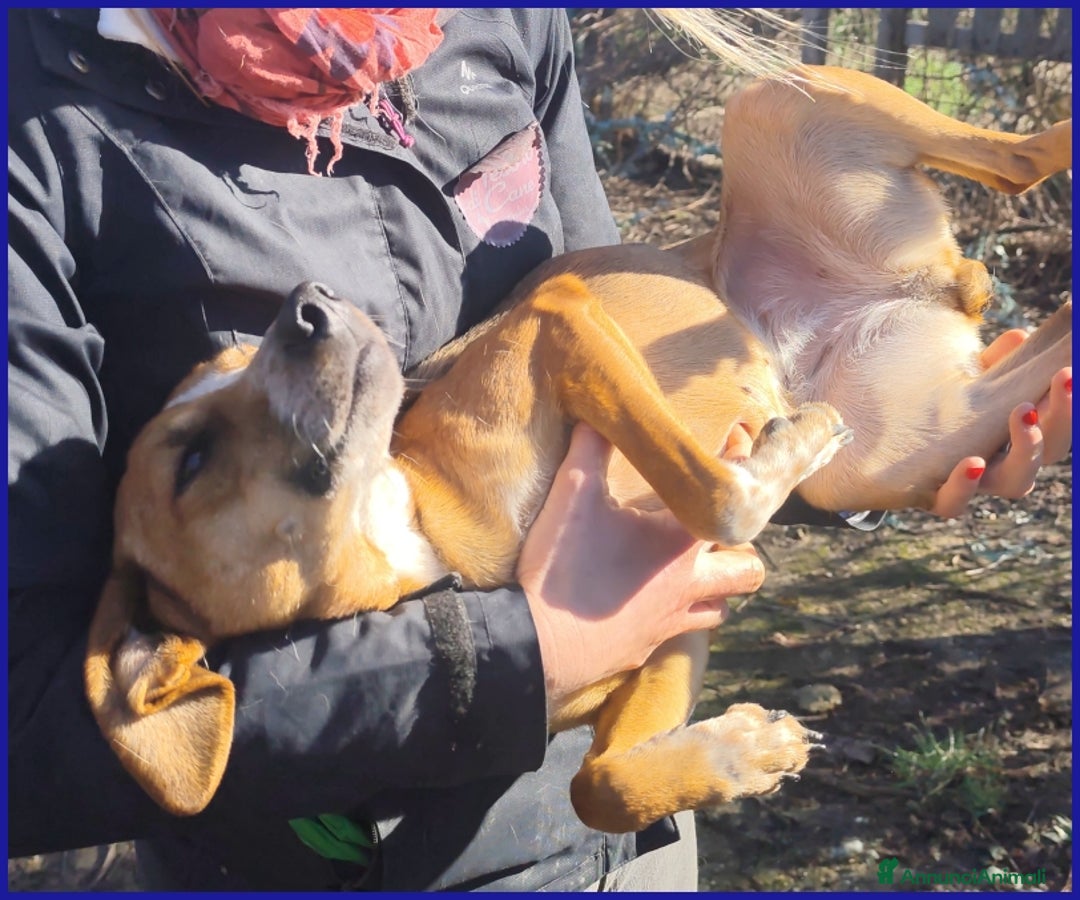 Meticcio cani in regalo: ALPENLIEBE, TENERA PICCOLETTA DI 4 ANNI  - Annuncio 6