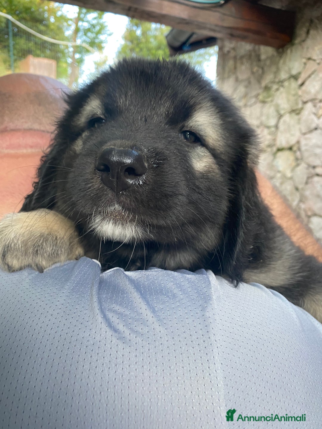 Pastore del Caucaso cani in vendita: Cuccioli pastori del Caucaso a Provincia di Savona - Immagine 4