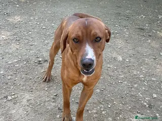 Meticcio cani CORFU' CERCA FAMIGLIA a Città Metropolitana di Genova - Annuncio 34