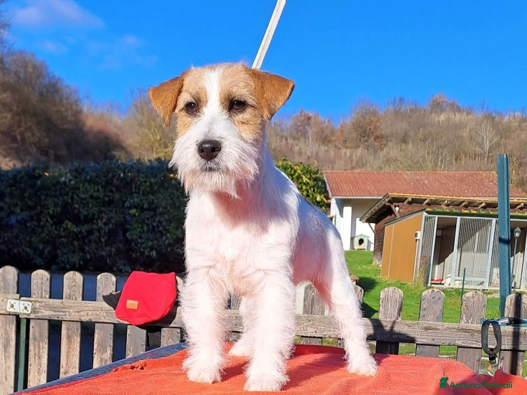 Jack Russell cani in vendita: Cucciol0 Jack ruvid0 - Annuncio 29