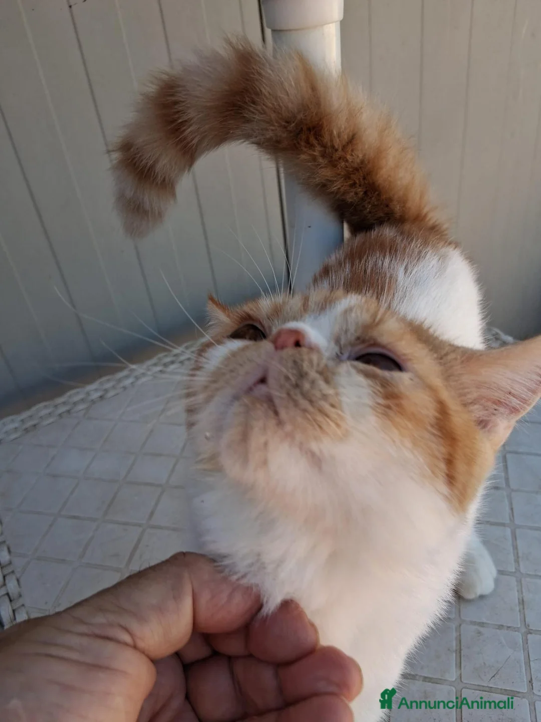 Exotic Shorthair gatti in vendita: Exotic Shorthair - Annuncio 4