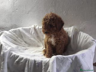 Barboncino cani Splendidi barboncini colori cioccolato - Annuncio 7