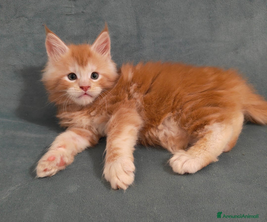 Maine Coon gatti in vendita: Cuccioli di Maine coon - Annuncio 4
