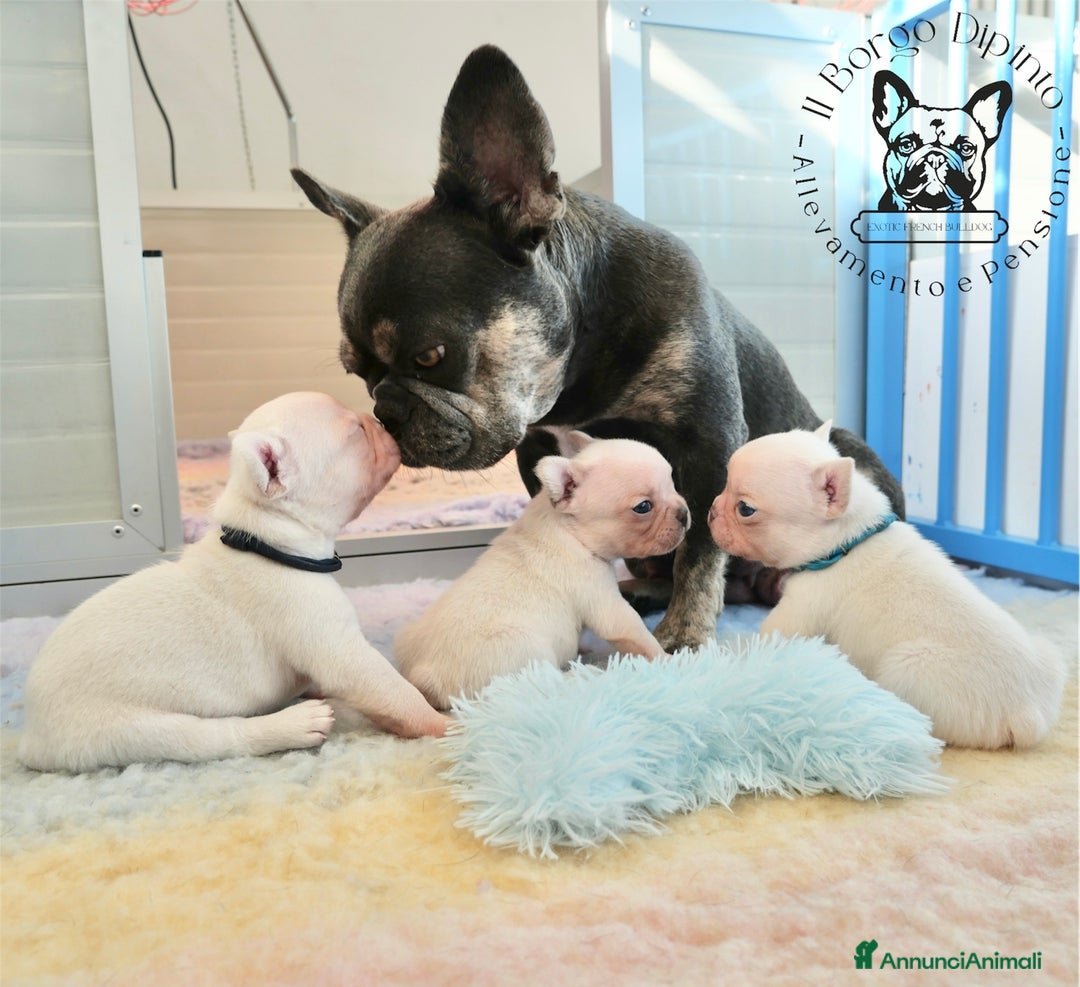 Bulldog Francese cani in vendita: Cuccioli bulldog francese esotico - Annuncio 2
