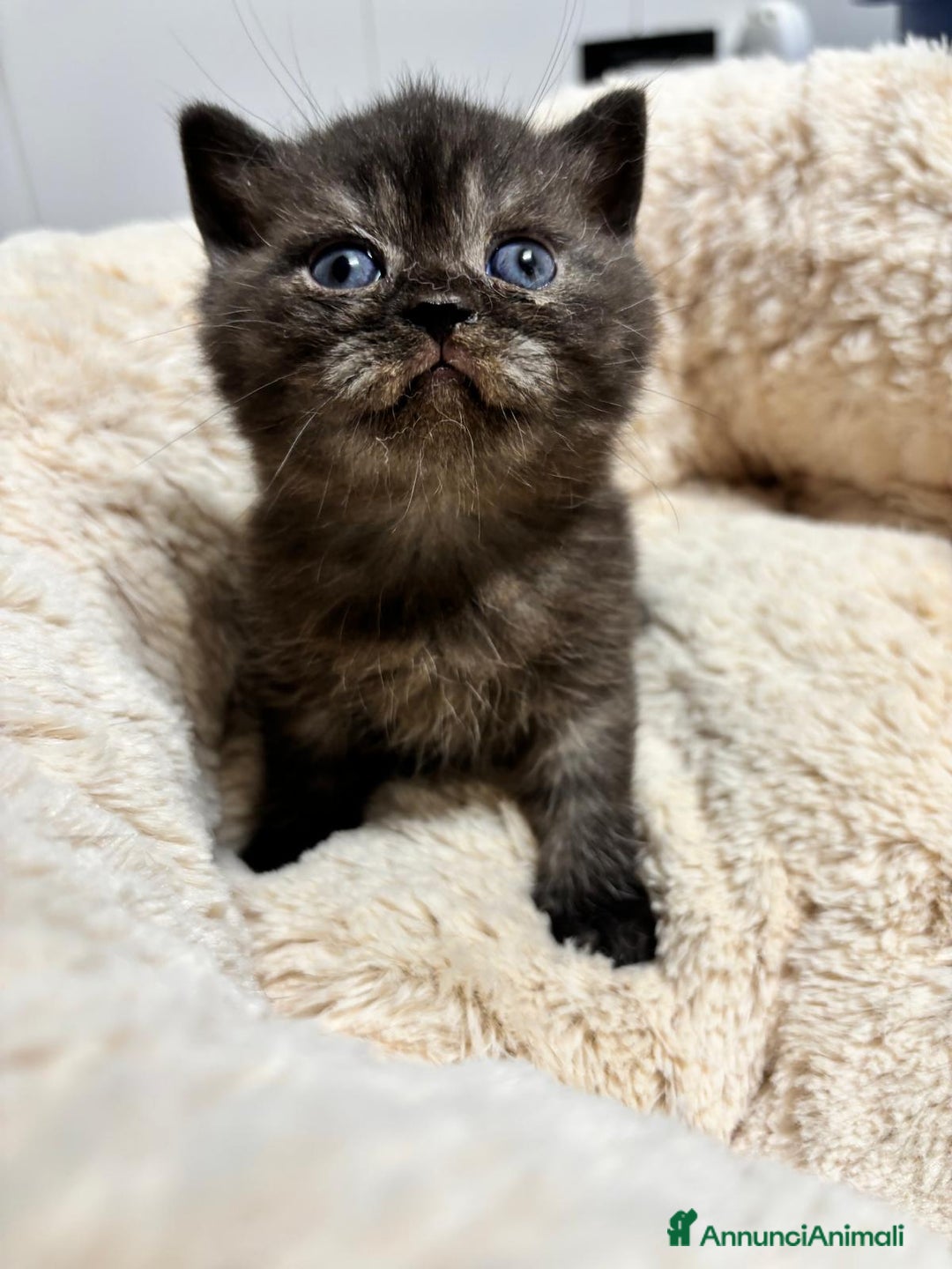 British gatti in vendita: British shorthair  a Provincia di Lodi - Immagine 6