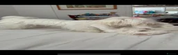 Maltese cani in vendita: Maltese MiniToy  - Annuncio 9