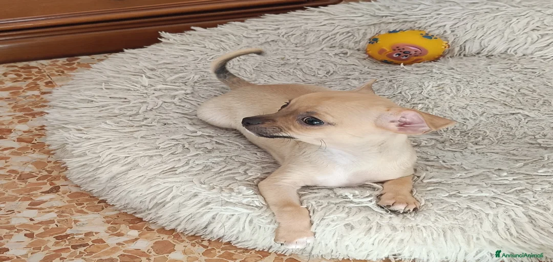 Immagine della galleria {{count}}